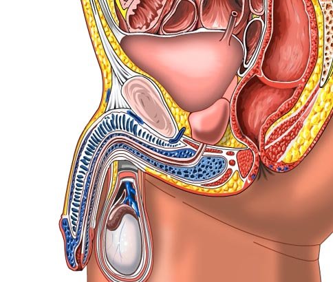 Prostate Enlargement
